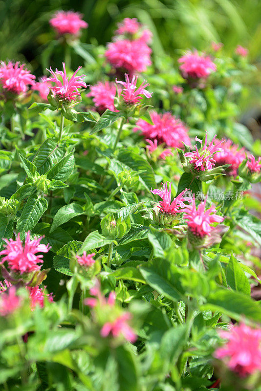 深红色的蜂香花(Monarda didyma)盛开